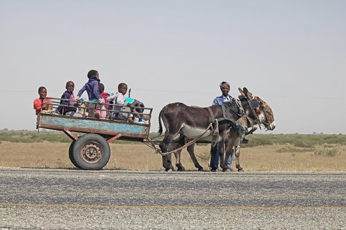donkey cart  cart  donkey