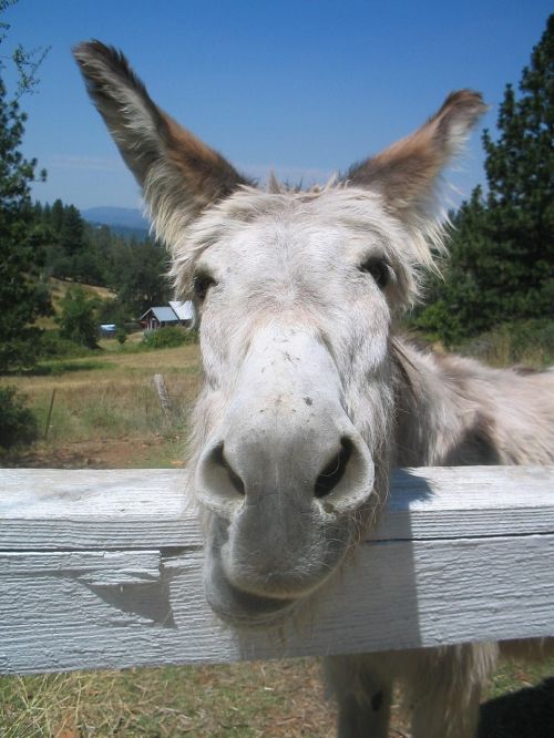 donkey face donkey head nose