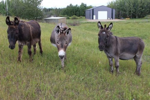 Donkey Farm Animal