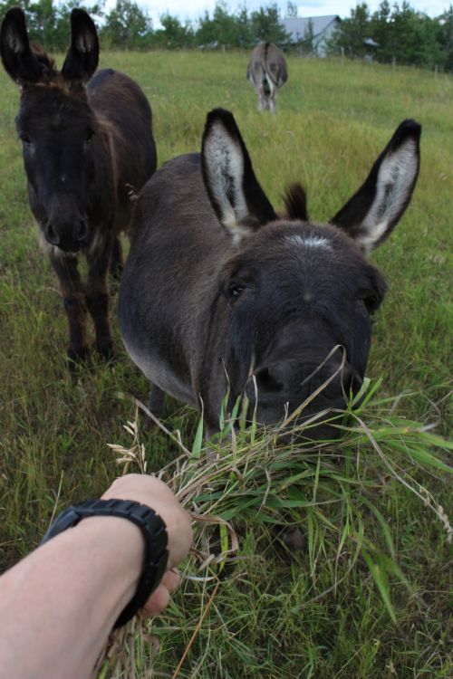 Donkey Farm Animal