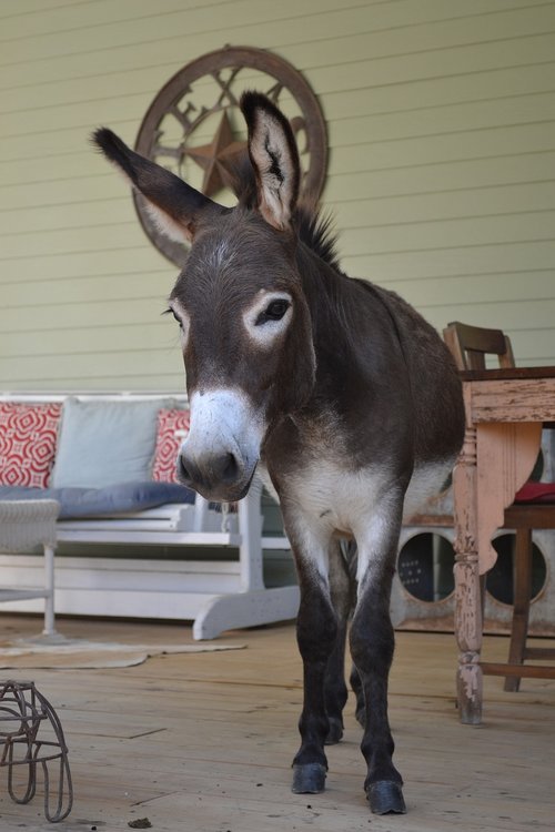donkey on porch  funny farm animal  big ears