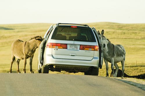 donkeys car road