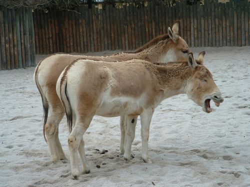 donkeys animals funny photo
