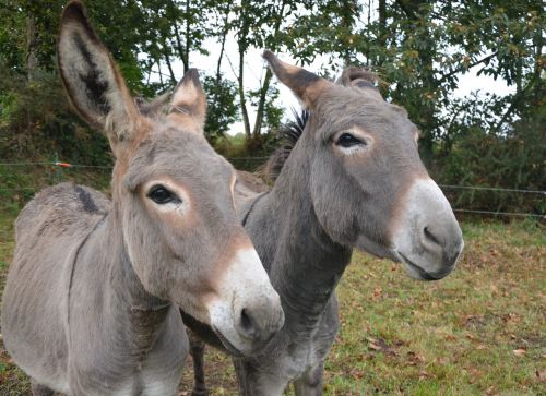 donkeys croix saint andré color grey