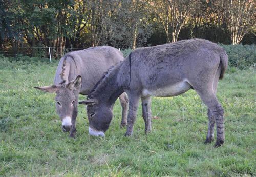 donkeys equines croix saint andré