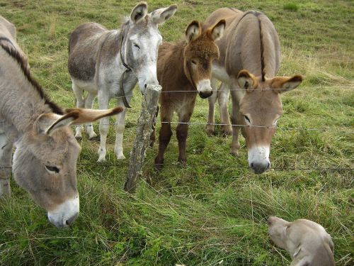 donkeys dog friendship