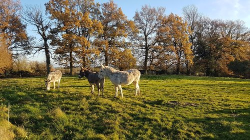 donkeys  animals  nature