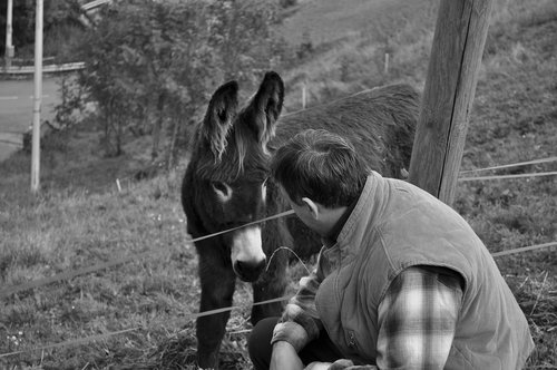 donkeys  nature  look