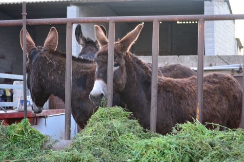 donkeys mallorca animals