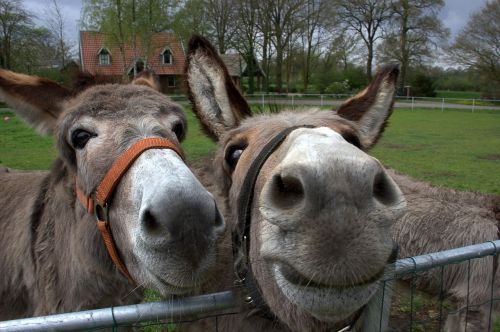 donkeys animal the countryside