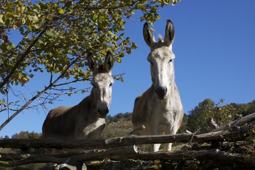 donkeys field animals