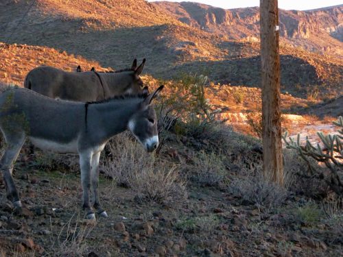 Donkeys In Desert Landscape