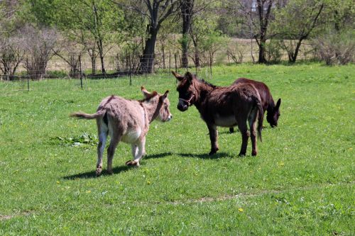 Donkeys In Pasture