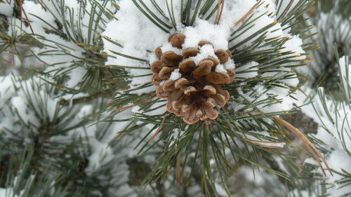 donuts forest snow