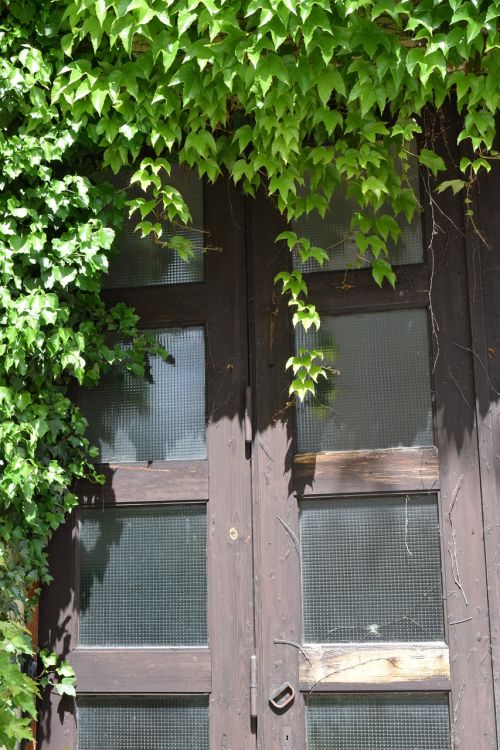 door overgrown ivy