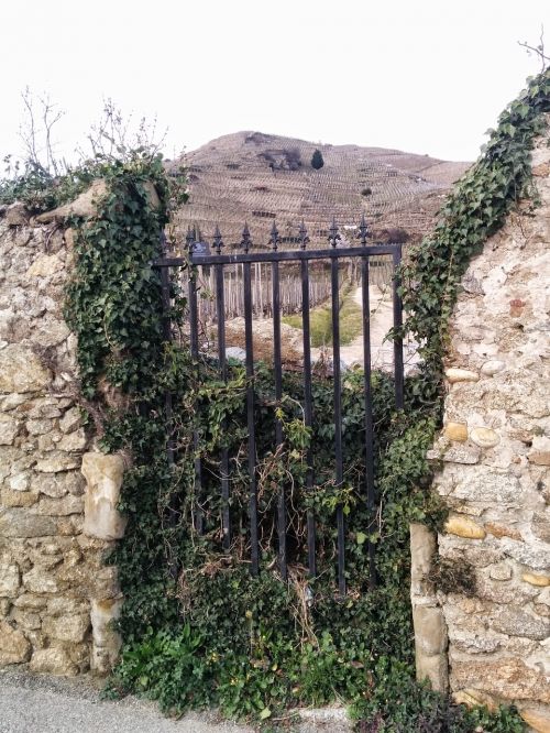 door vines wall