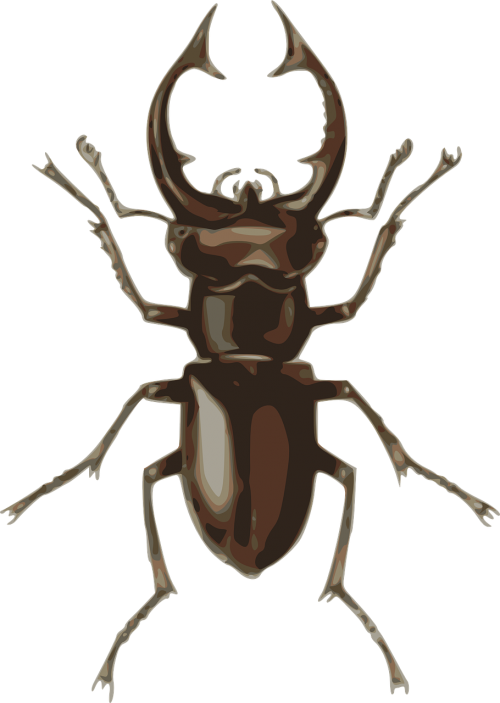 dorbeetle insect beetle