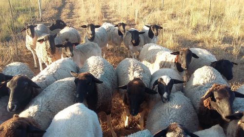 dorper herd sheep herd sheep