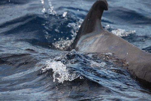 dorsal fin  dolphin  tenerife