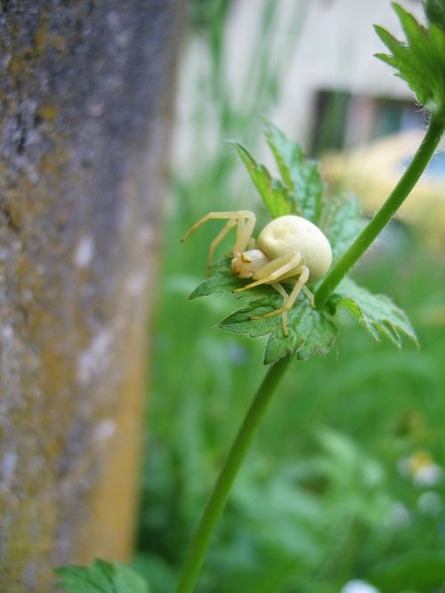 dorsata insect arachnids