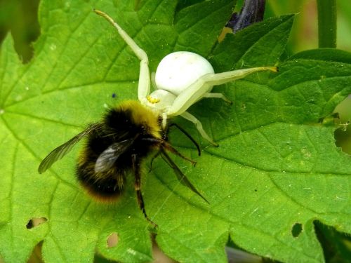 dorsata hummel hunting