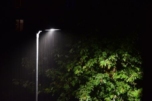 rain lantern tree