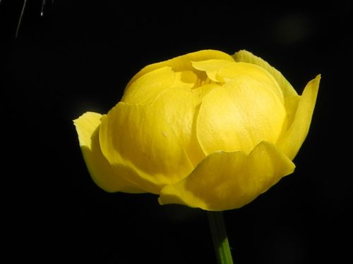dotterblume yellow flowers