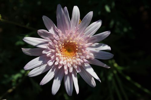 Double Daisy In Light Pink