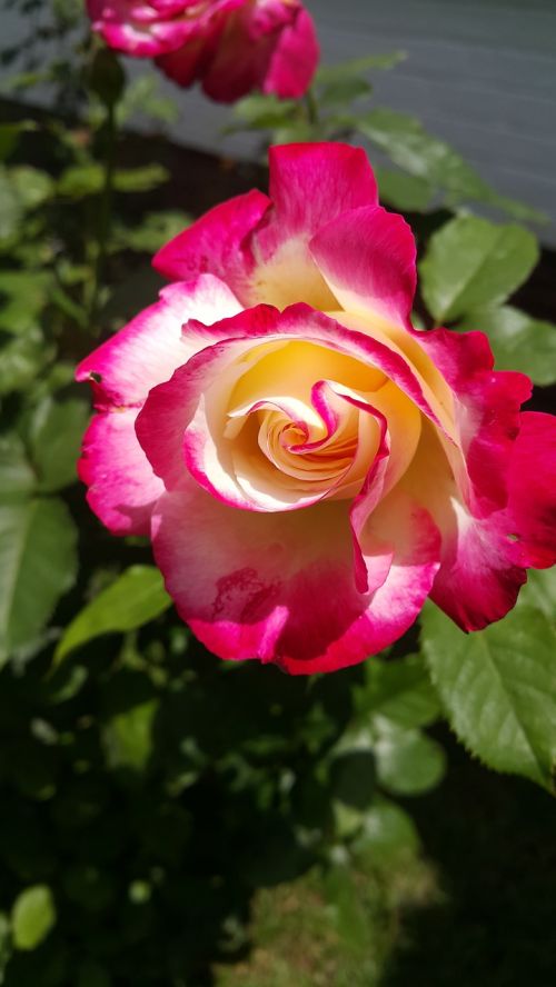 double delight rose flower