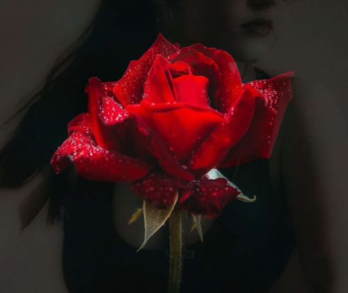 double exposure rose red