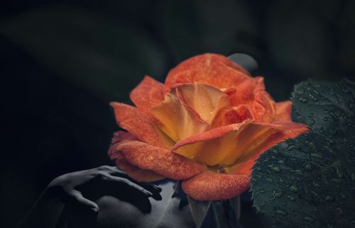 double exposure art rose