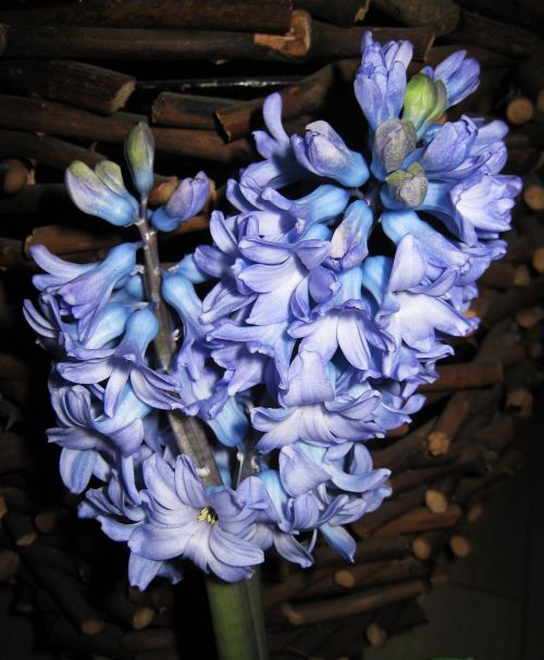 double hyacinth fragrant signs of spring