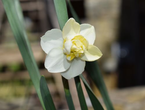 double narcissus flower blossom