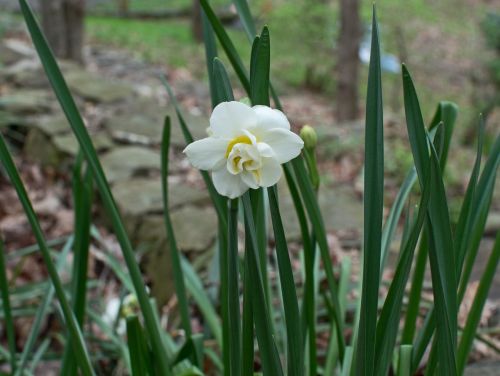 double narcissus flower blossom