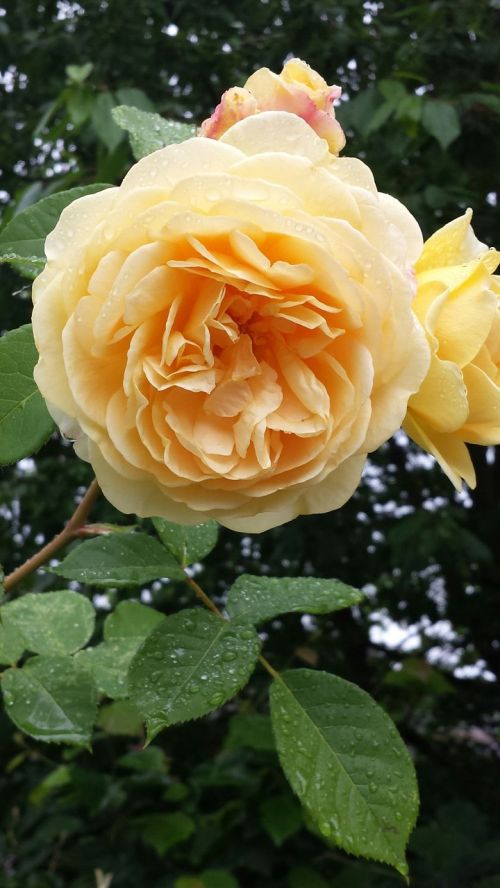 double ruffle rose yellow rose blossom