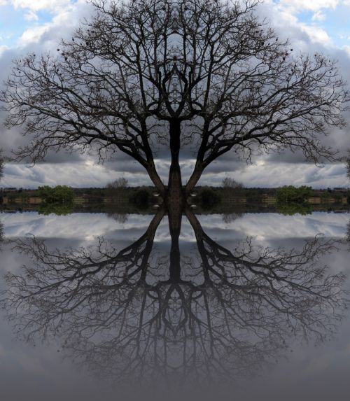 Double Tree Reflection