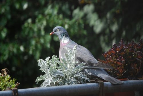 dove bird garden