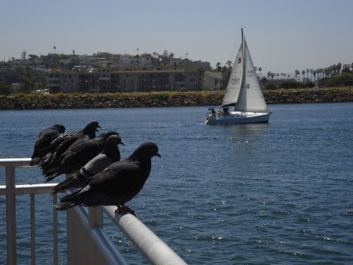 dove boat bird