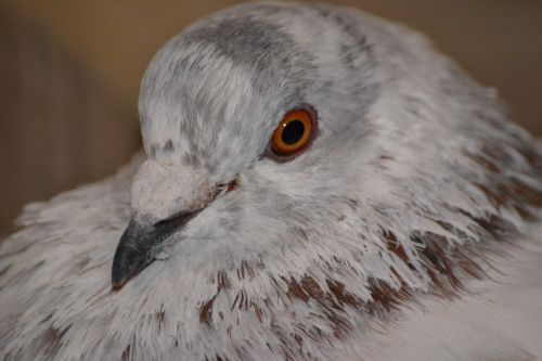 dove animals birds