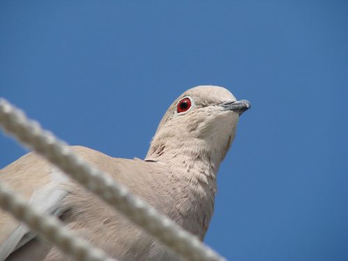 dove eyes bird