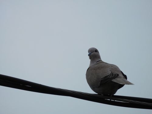 dove bird pigeon