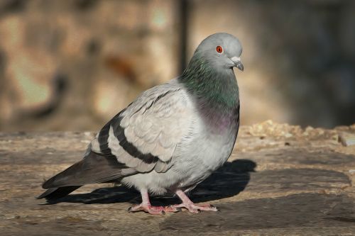 dove bird bird pigeon