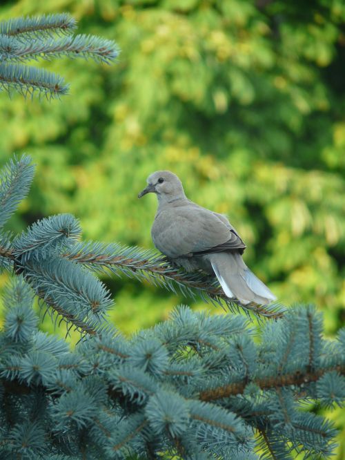 dove bird branch
