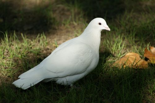 dove bird hope