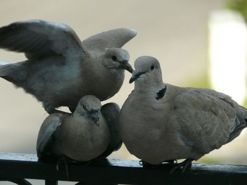 dove birds family