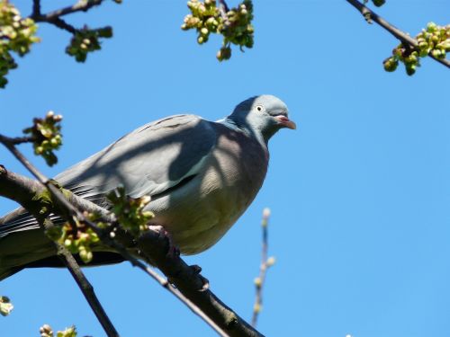 dove bird sky