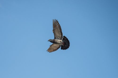 dove pigeon flight