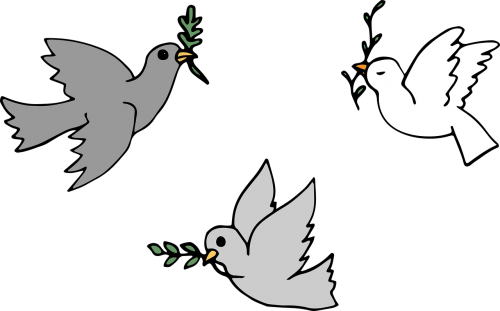 dove bird animals