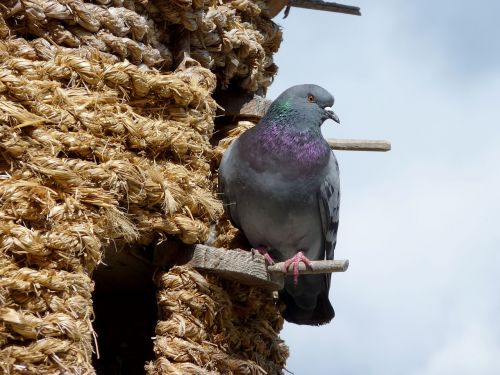 dove dovecote bird