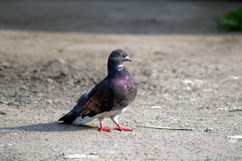 dove bird pigeons
